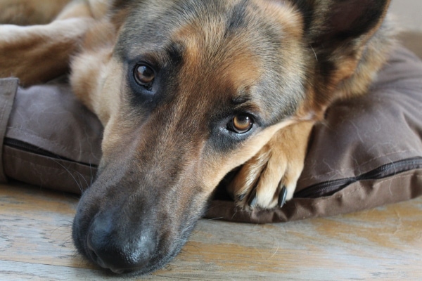 German Shepherd dog lying down on his bed, not feeling well perhaps due to a prostate issue