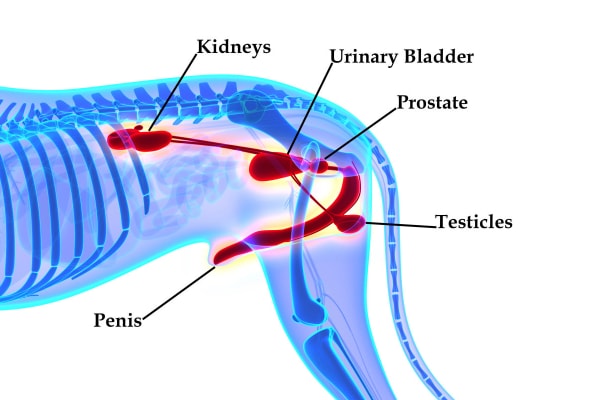 Image showing the location of a dog's prostate