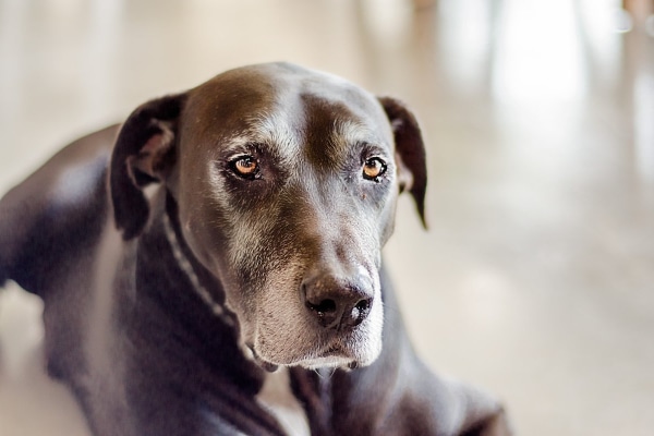 Senior Lab waiting for his exam to determine if his prostate is enlarged.