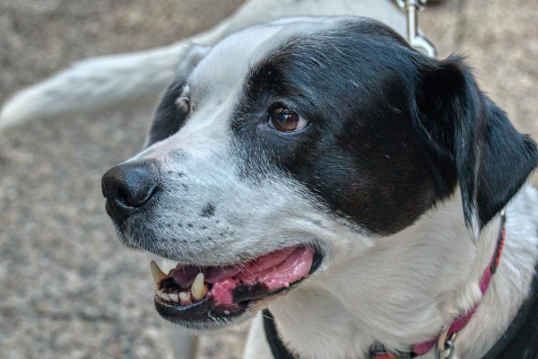 Much like older men, senior dogs like this black and white older dog may need a prostate exam 