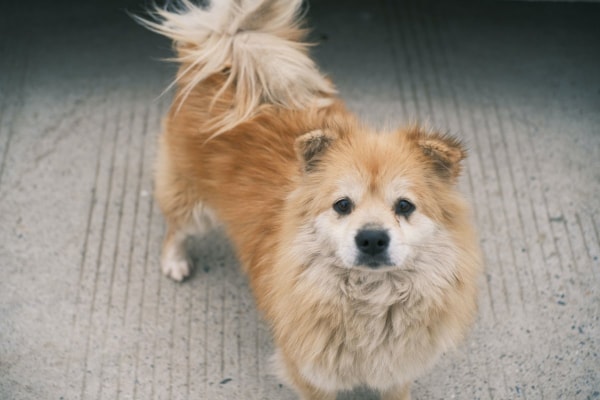 Senior Pomeranian dog outside on the sidewalk