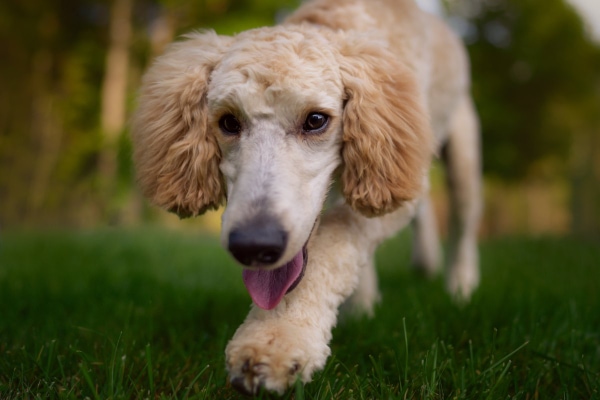 Poodle out playing in a grassy field