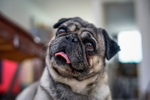 Pug with his head cocked to the side