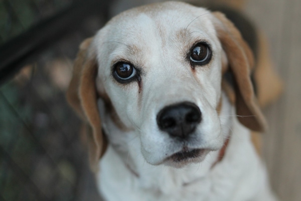 Senior Beagle, a dog breed more common to get prostate cancer, outdoors on the deck looking upwards