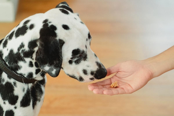 Dalmation eating a treat from his owners hand.