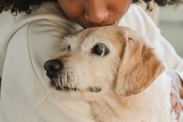 Female owner kissing her senior dog on the top of the head as she contemplates prostate cancer in dogs