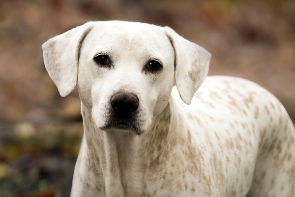 Spotted dog standing outside in the woods.