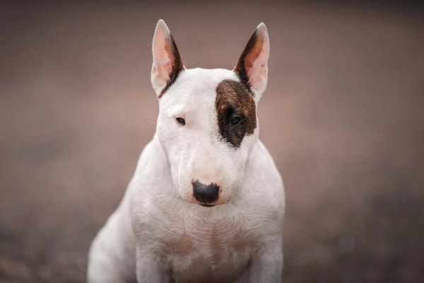 Bull Terrier sitting outside
