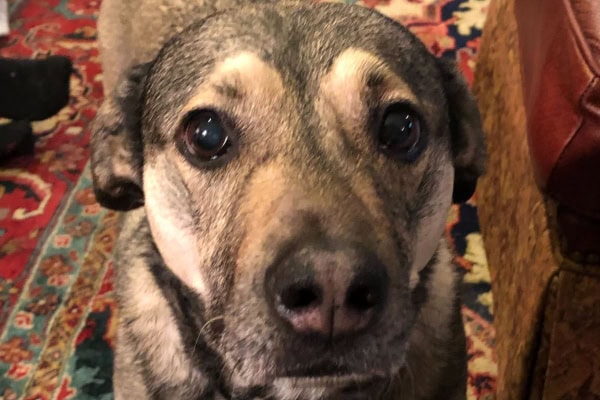 Close up of the sweet, expressive face of a dog with psychomotor seizures. The dog's name is Hoagie. 