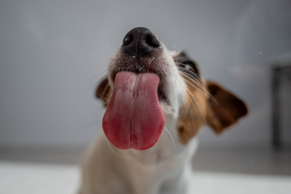 Dog with psychomotor seizures licking the wall