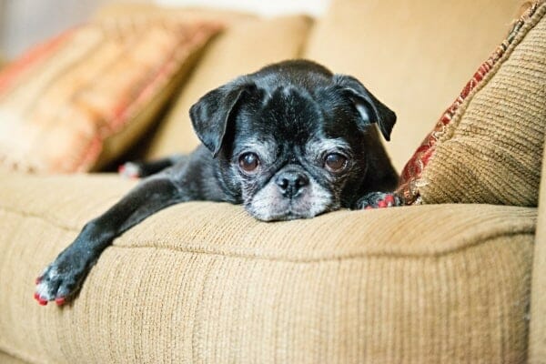 Pug lying down on a couch wearing red ToeGrips.