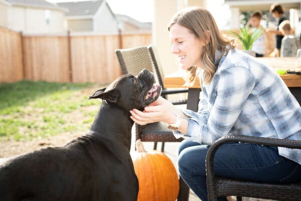 Owner scratching the face of a Boxer in the backyard, photo