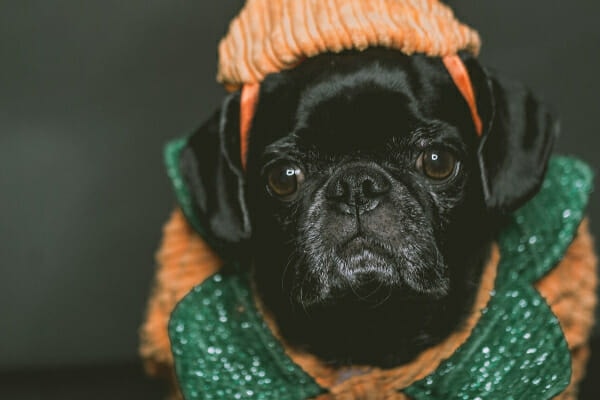 Black Pug wearing a pumpkin costume, photo