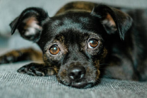 Brindle terrier mix lying down on the couch, photo