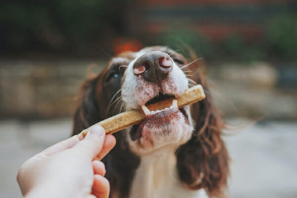 Springer Spaniel eating a pumpkin treat, photo