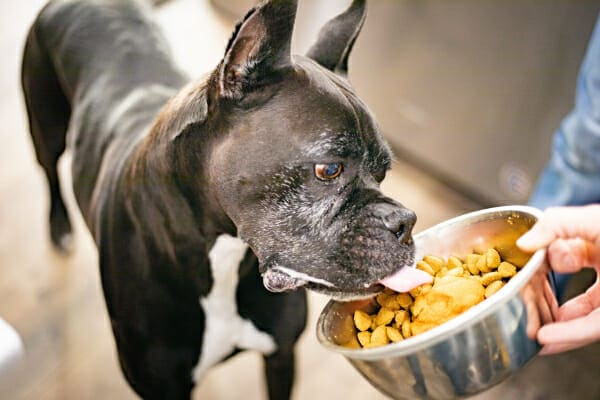 Black dog licking canned pumpkin out of his food dish, photo