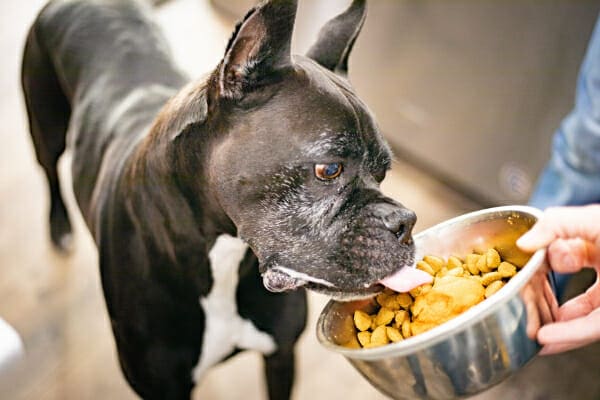 Unsweetened canned pumpkin outlet for dogs