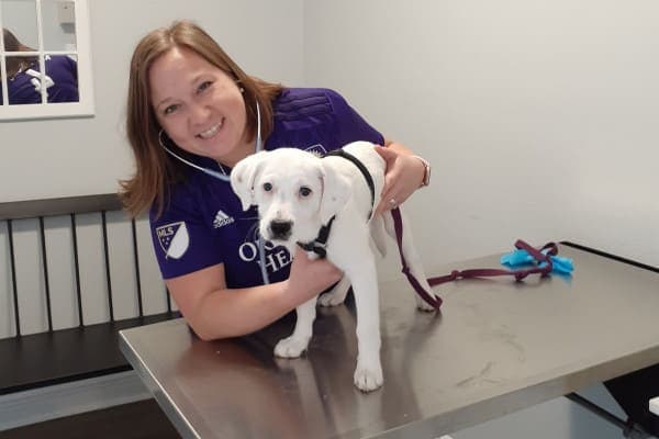 puppy getting a physical exam by a vet during COVID-19 pandemic. photo. 