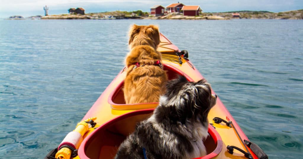puppy and older dog in a kayak, photo