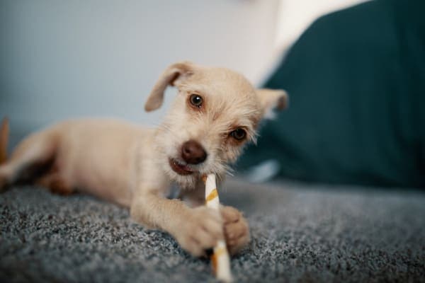 puppy chewing on toy, photo