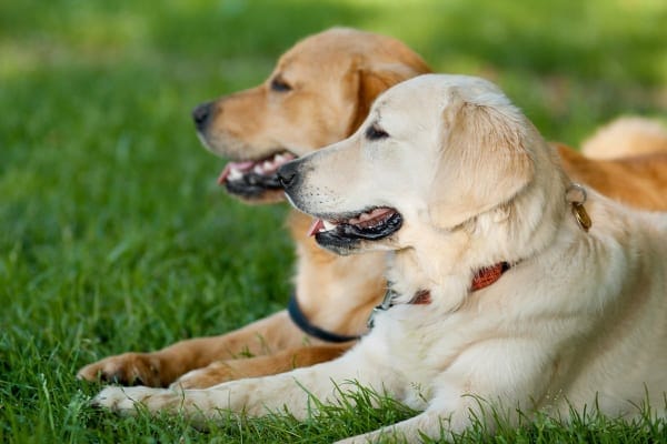 two dogs lying in grass, photo