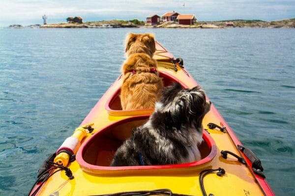 two dogs in kayak, photo