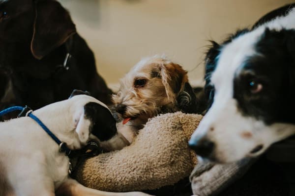 dogs resting in a group, photo