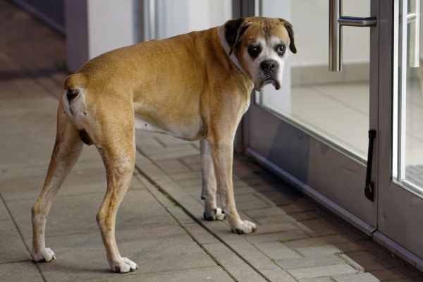 Senior Boxer waiting at the back door to be let outside to urinate, photo