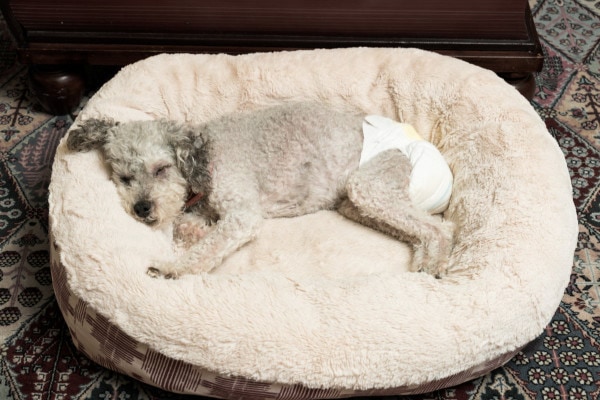 Senior Poodle wearing a doggie diaper for urinary incontinence. Urinary incontinence can predispose a dog to pyelonephritis, photo