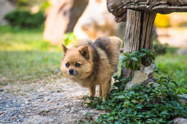 Senior Pomeranian lifting his leg to urinate on a log, photo