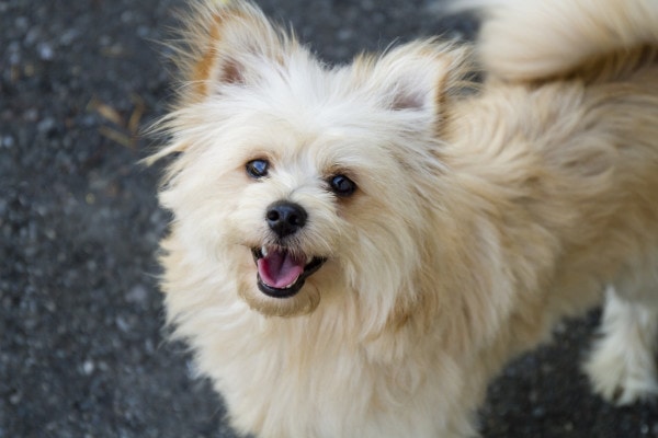 Pomeranian mix outside on the pavement, looking up at the camera, photo