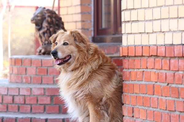 Senior Golden Retriever mix sitting outside on the back porch, photo