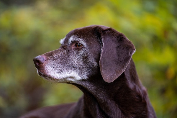 Senior Chocolate Lab mix outside in the park, photo