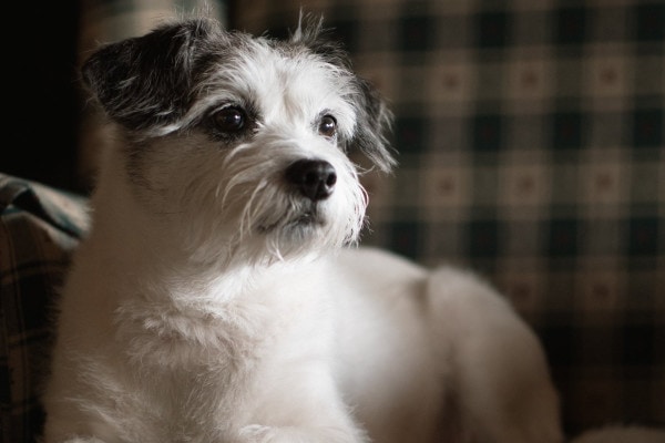 Senior Terrier mix lying on the couch, photo