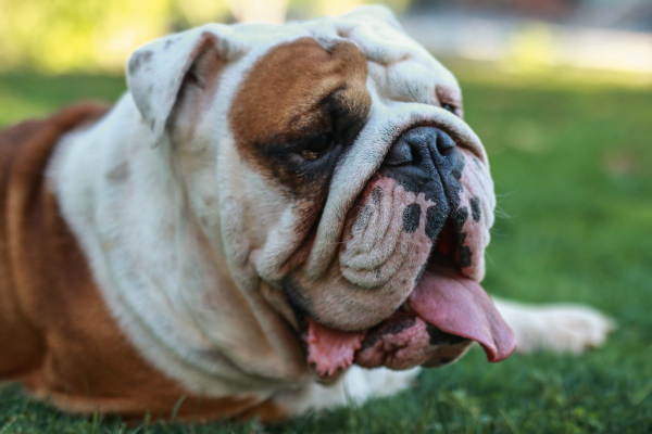 Close up of an English Bulldog's face with lots of skin folds, which is more prone to pyoderma