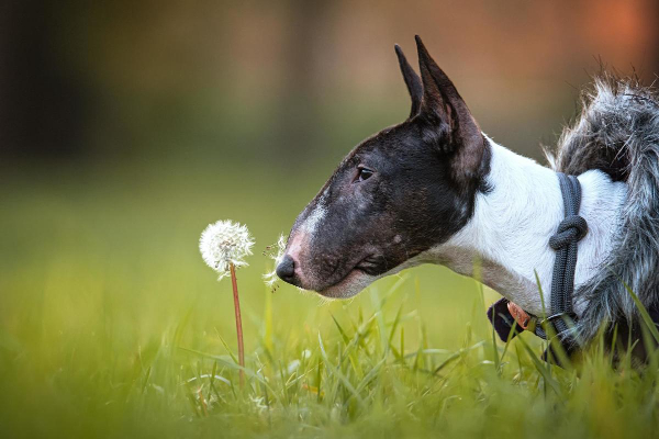 Bull Terrier dog sniffing a dandelion in a field of grass.