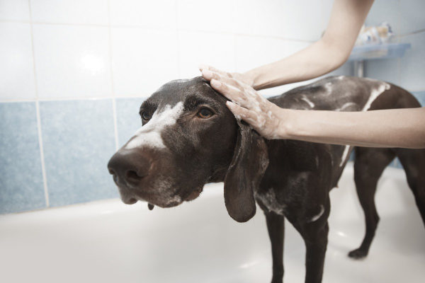 German Shorthair Pointer getting a bath, which is one treatment for pyoderma in dogs