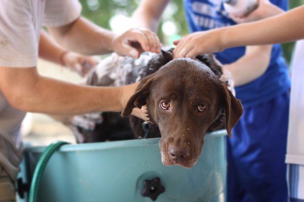 Chocolate Labrador being bathed outside.