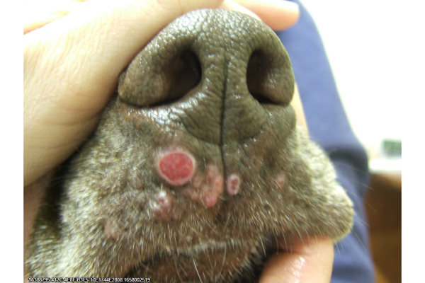 Weimaraner dog's nose with red lesions on his muzzle.