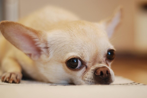 Blonde Chihuahua lying down on the floor.