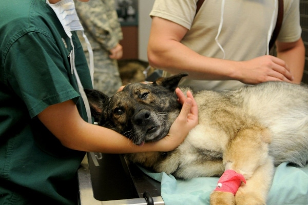 German Shepherd in the vet hospital with an IV catheter in place, which is part of prepping for surgery for pyometra in dogs