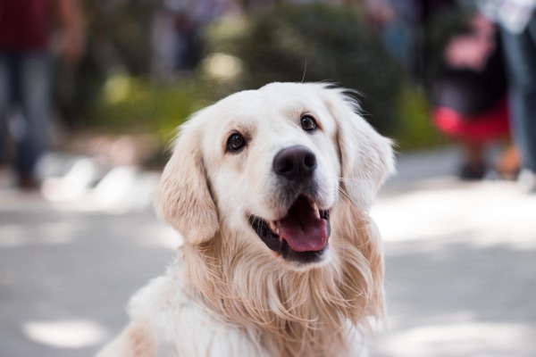 Golden Retriever sitting while at the park.