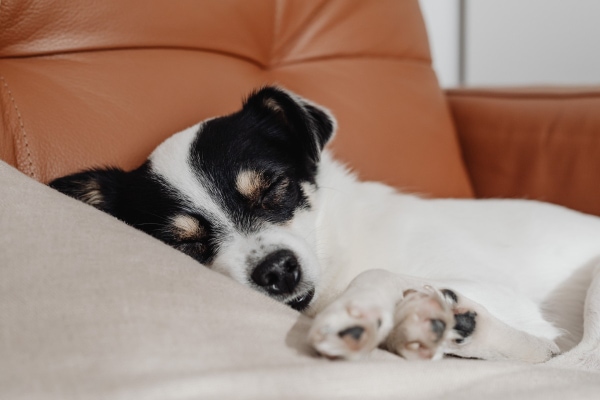 Terrier lying down on a couch looking lethargic, which is 1 of several signs of pyometra in dogs.