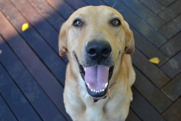 Yellow Lab sitting on the patio panting.