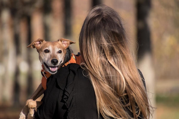 Old dog with a grey face being carried by his owner.