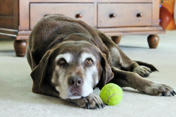 Senior Labrador Retriever lying on the carpet with his tennis ball.