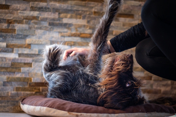 Senior Wirehaired Pointer on his back getting scratches from owner