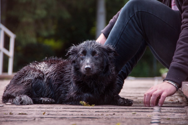 Senior Lab cross wet from swimminig, lying down on the dock by his owner