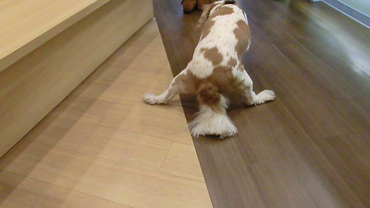 Toegrips Reviews How Help, Protect Hardwood Floors From Dog Claws