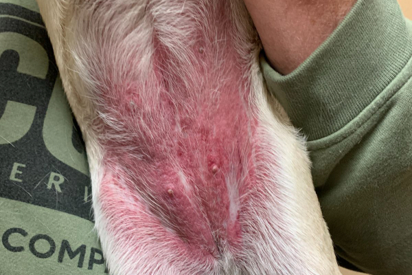 Owner holding up a dog with a rash on stomach